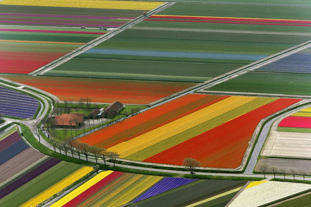 Цветные поля, Нидерланды