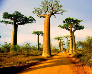 Величественное дерево Баобаб