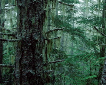 Дождевой лес, Олимпия, США