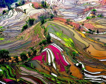 Рисовые поля, Юньнань, Китай