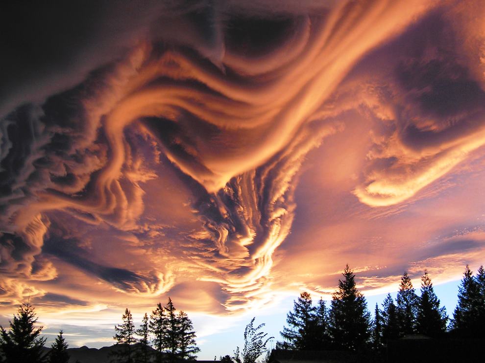 - (Undulatus asperatus) 