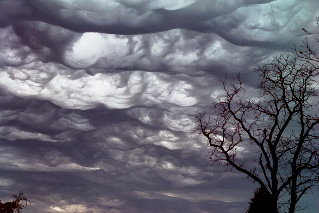 - (Undulatus asperatus) 