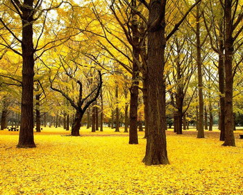 Золотой лес Японии