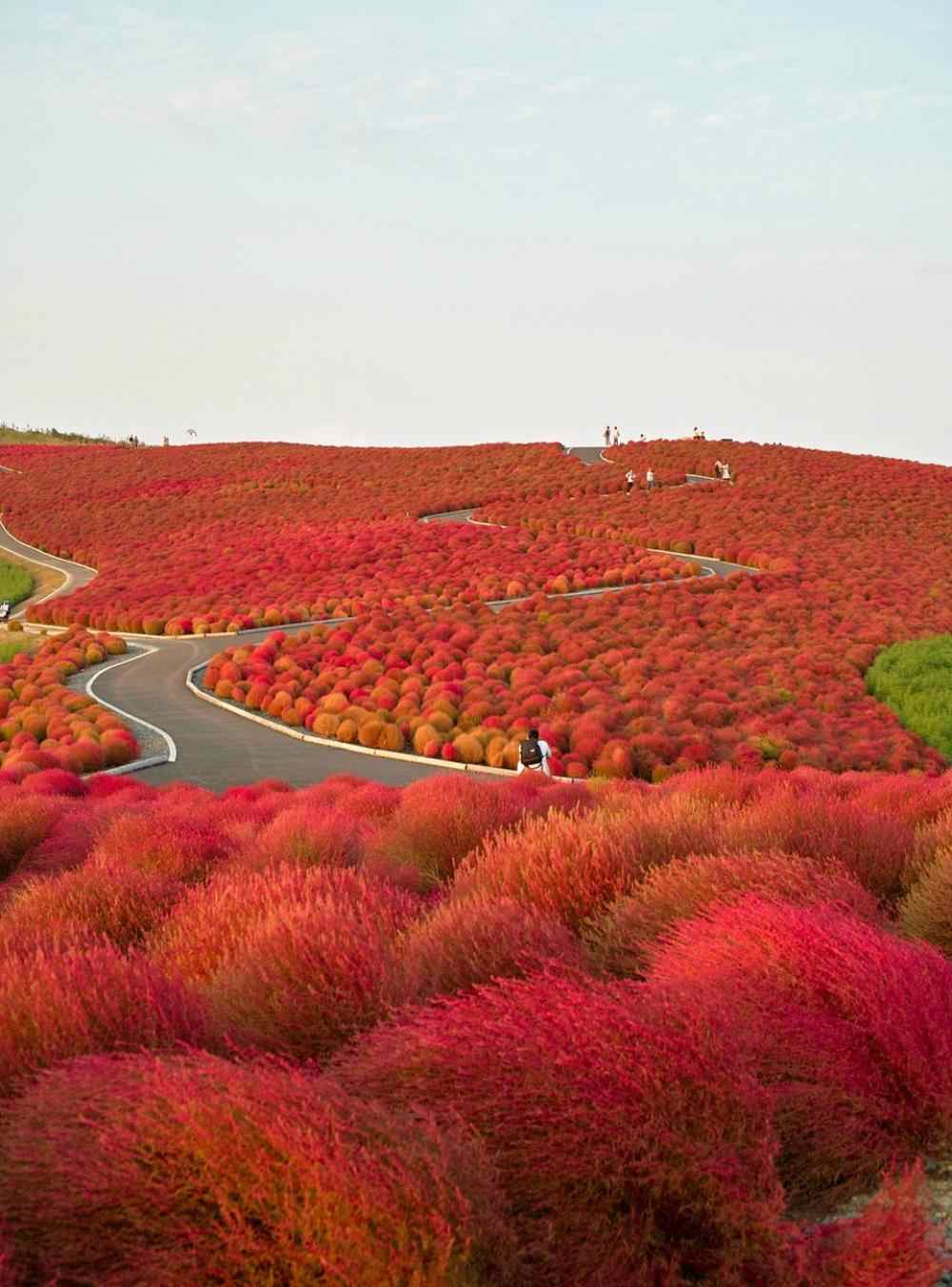     Hitachi Seaside Park