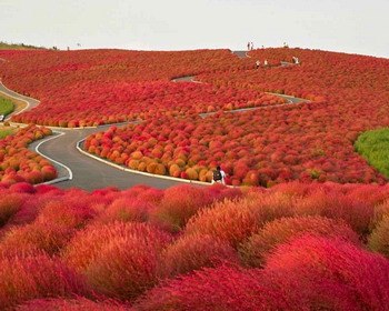     Hitachi Seaside Park